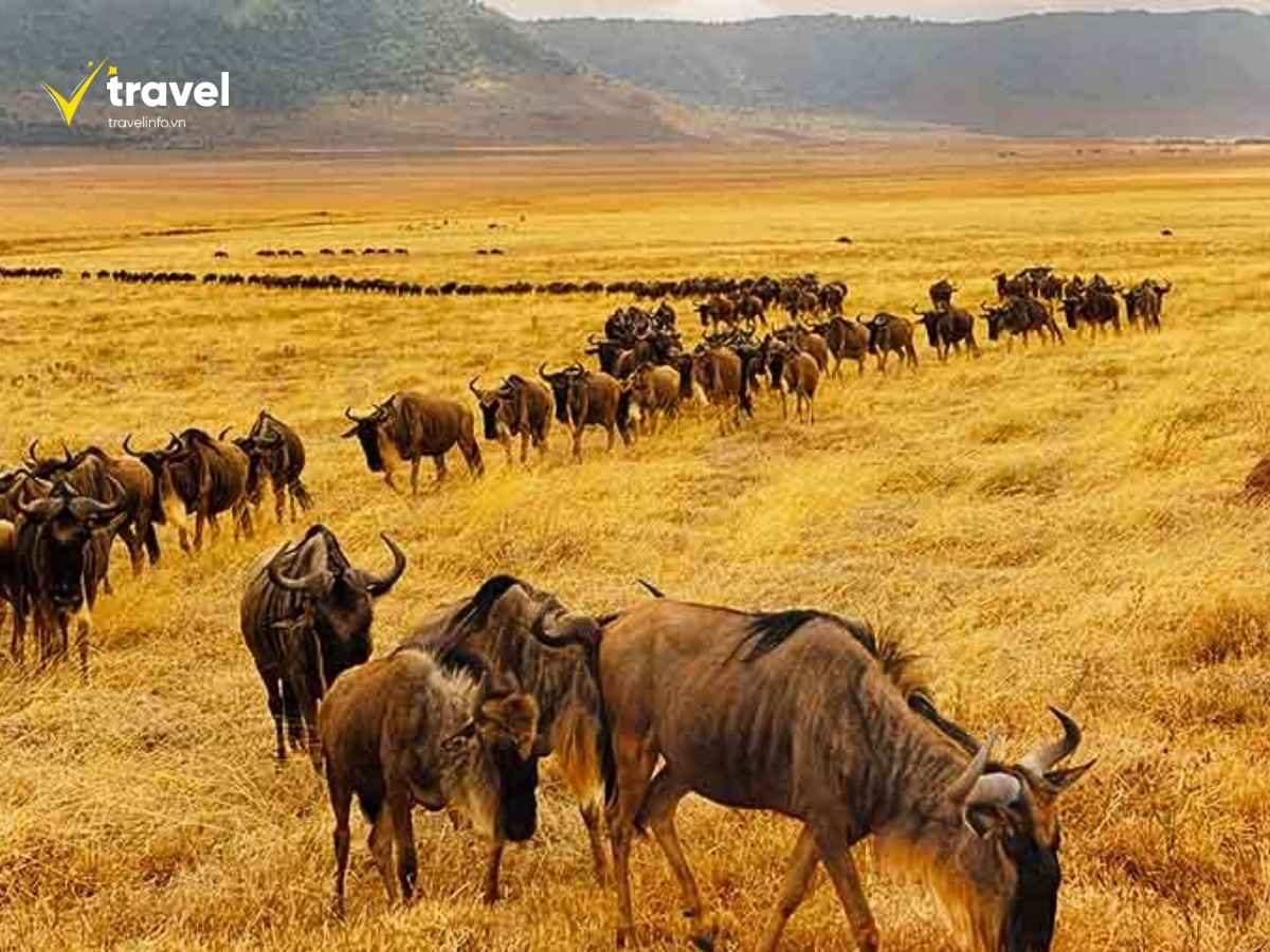 10 Địa Điểm Du Lịch Kenya Tuyệt Đẹp