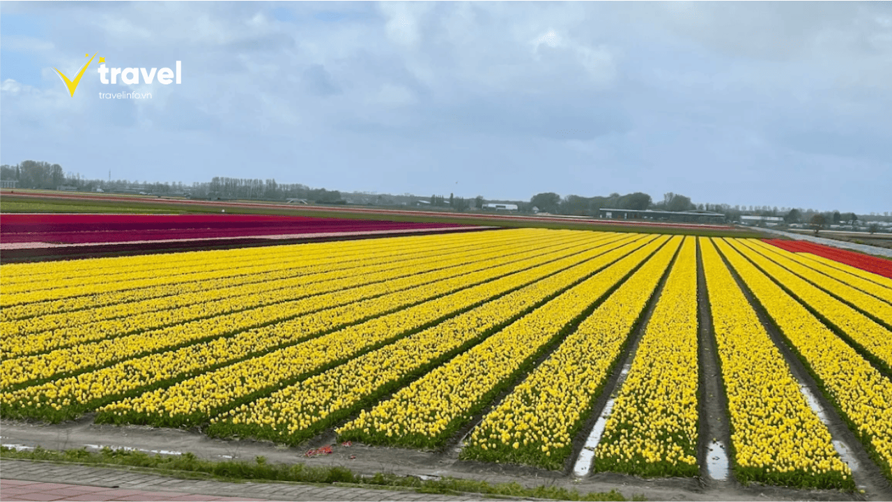Vườn Hoa Keukenhof