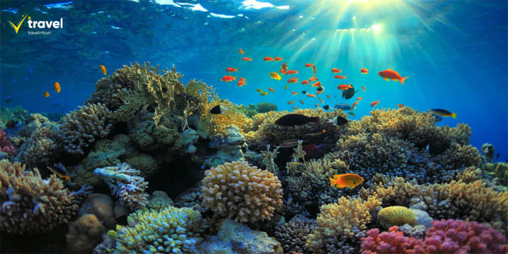 Great Barrier Reef – Rạn San Hô Lớn Nhất Thế Giới