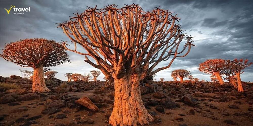 Keetmanshoop – Vùng đất của cây Quiver Tree kỳ lạ