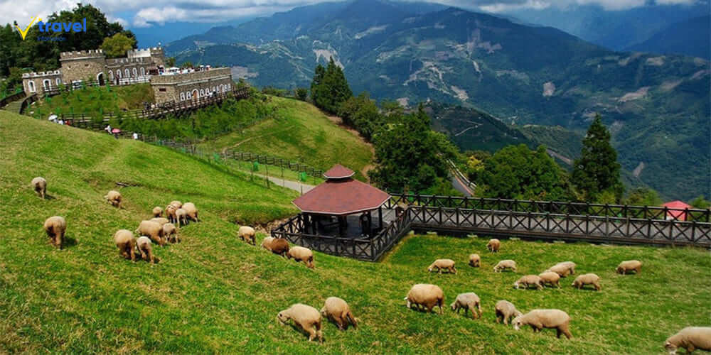 Nông Trại Cừu Cingjing Farm – Thảo Nguyên Xanh Tươi Như Châu Âu