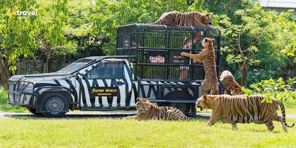 Safari World Bangkok – Cuộc phiêu lưu hoang dã giữa lòng thủ đô