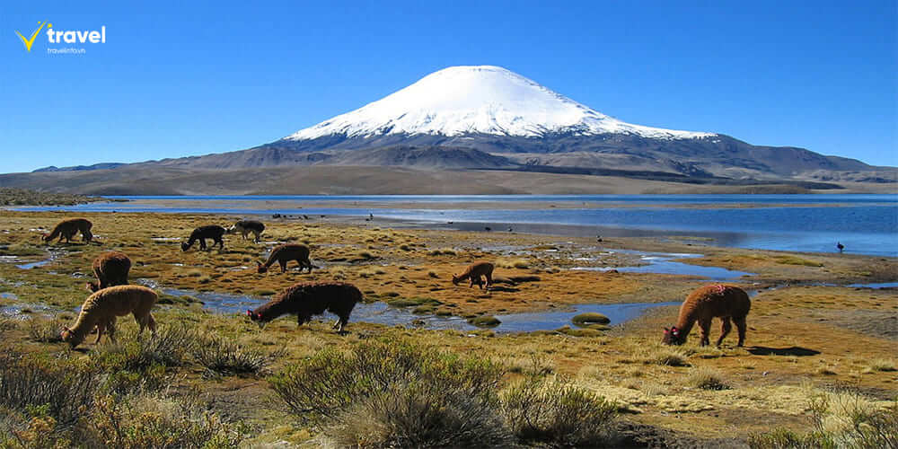 Công viên quốc gia Lauca – Viên ngọc xanh của vùng cao nguyên Altiplano