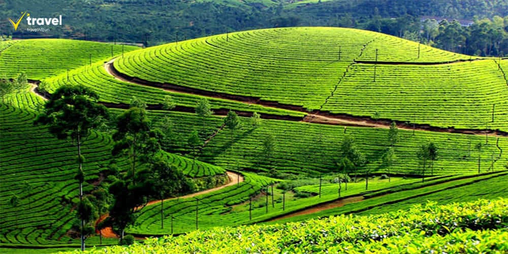 Nuwara Eliya – Vùng đất sương mù và đồi chè bạt ngàn