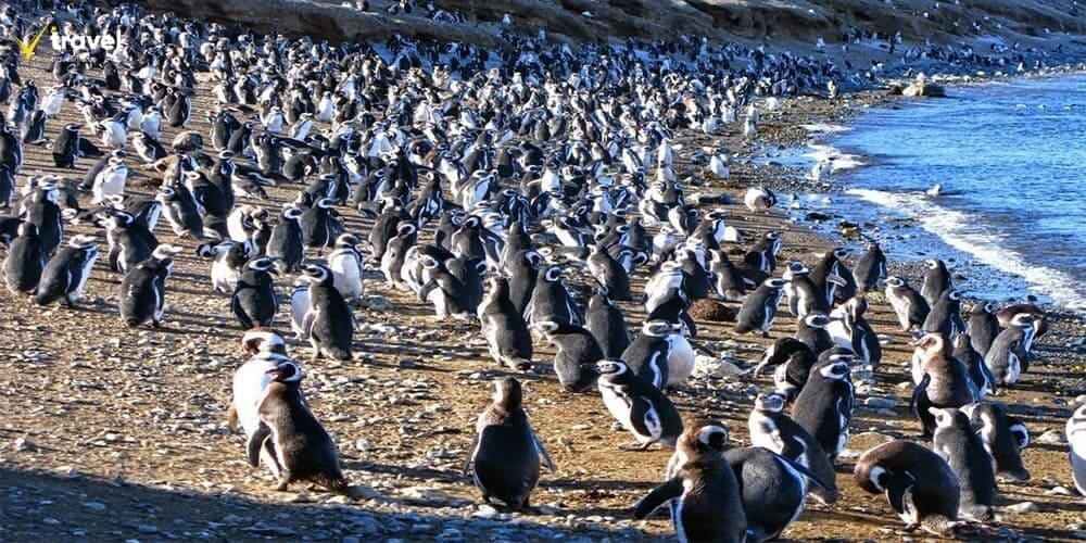 Quần thể chim cánh cụt Los Pingüinos