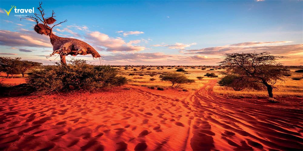 Kalahari – Vùng đất đỏ rực và văn hóa San độc đáo