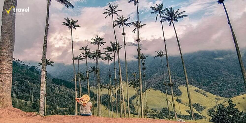 Thung lũng Cocora – Vương quốc của những cây cọ sáp khổng lồ