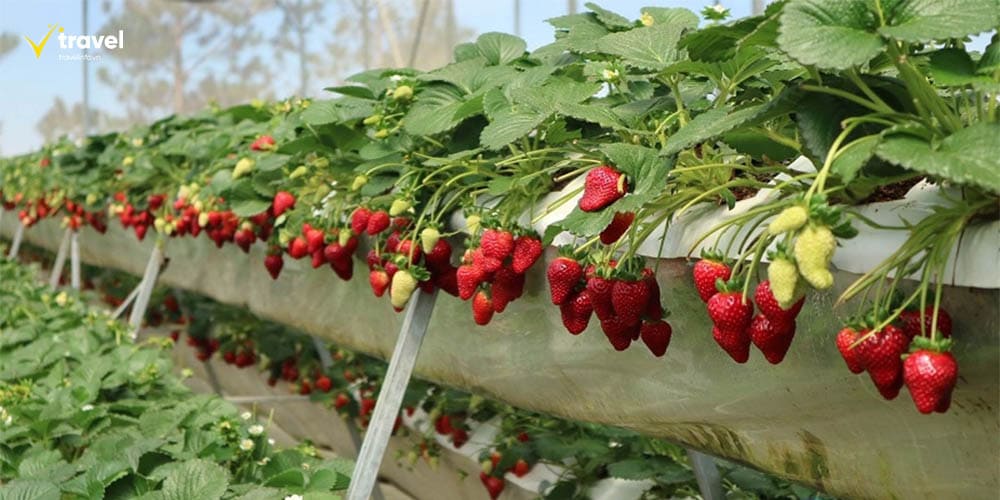 Trang trại dâu tây – Trải Nghiệm “Phượt Nông Nghiệp” Độc Đáo