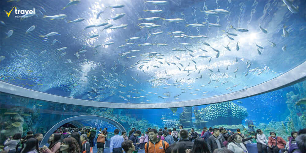 Viện Hải Dương Học Nha Trang – Khám phá thế giới đại dương