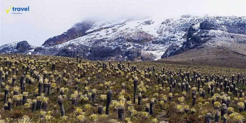Vườn quốc gia Los Nevados – Thiên đường trên dãy Andes