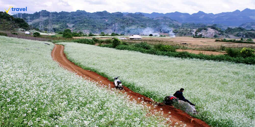 Bản Pa Phách – “Thiên đường hoa cải” của Mộc Châu