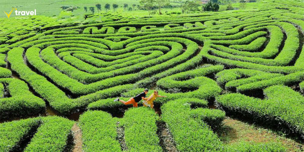 Đồi chè trái tim Mộc Châu