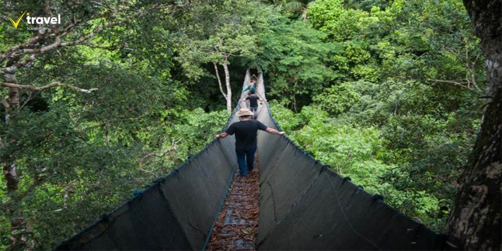 Khu Rừng Amazon Ở Peru – Khám Phá Yên Bình Giữa Thiên Nhiên