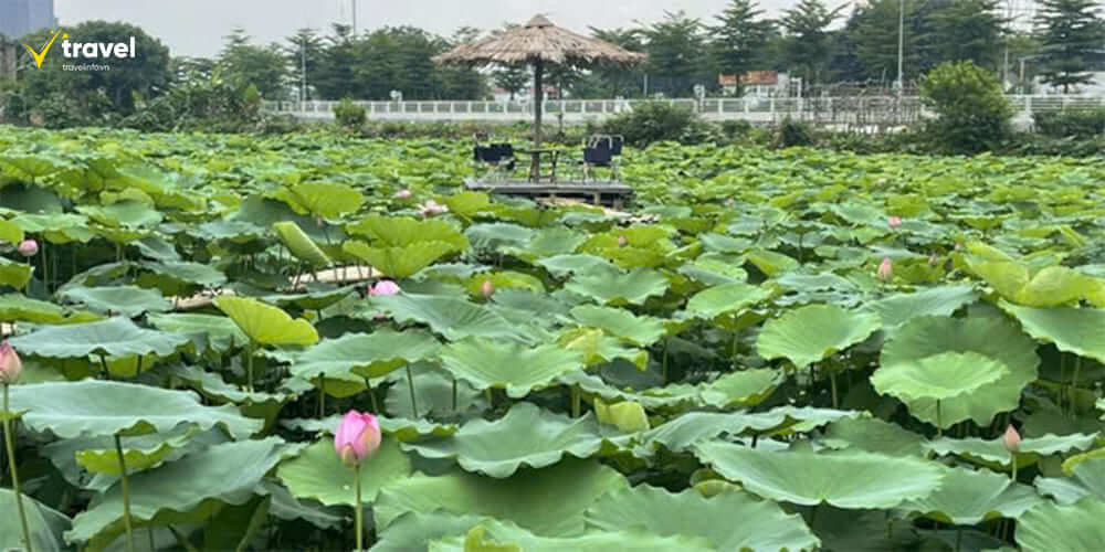 Mùa Sen Nở – Khi Hồ Tây Rực Sắc Hồng Tím