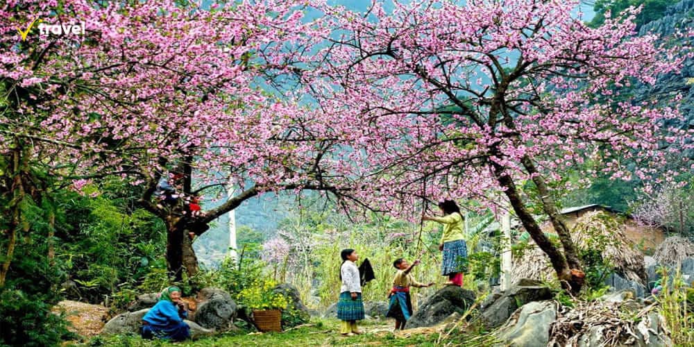 Khám phá vẻ đẹp của những mùa hoa Hà Giang