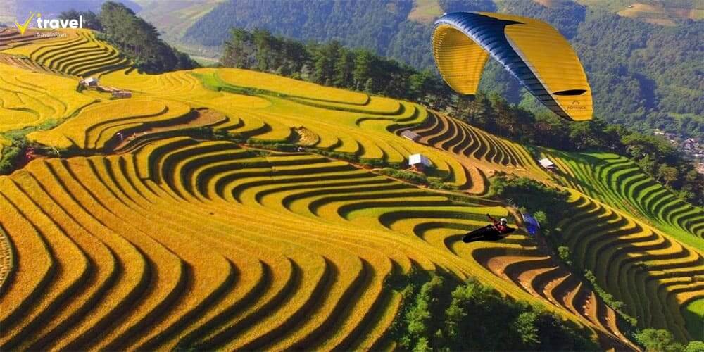 Mùa lúa chín – Vàng óng khắp núi đồi 