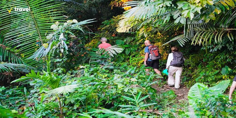 Trekking rừng nguyên sinh